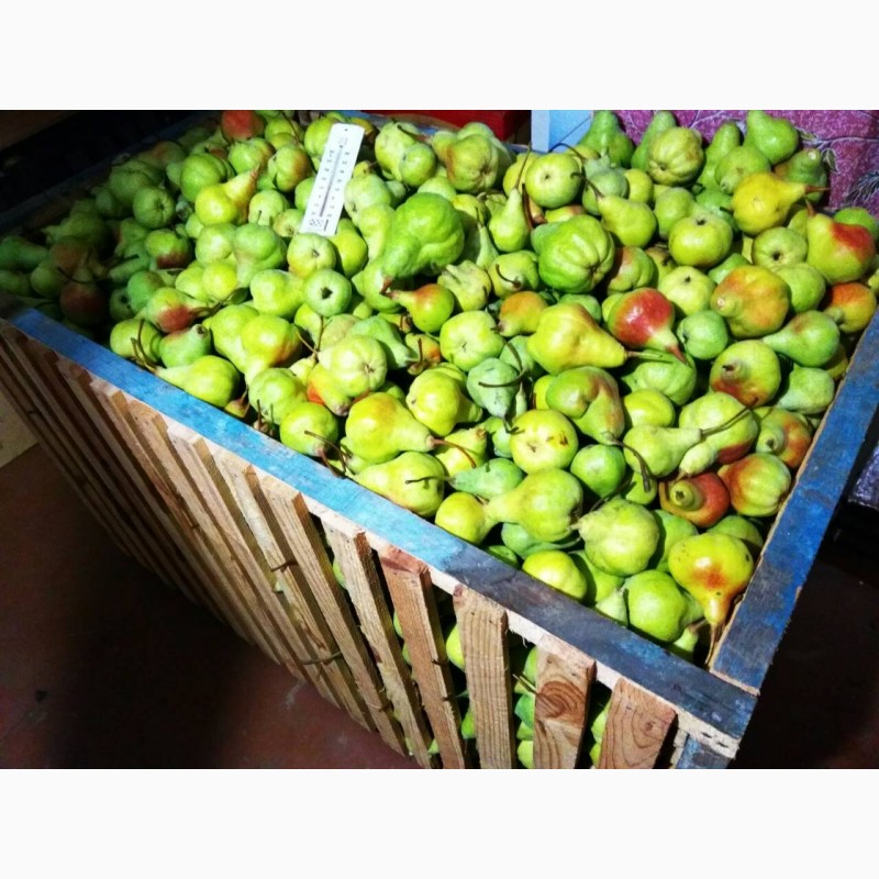 Фото 8. Продам яблука, груші з власного саду