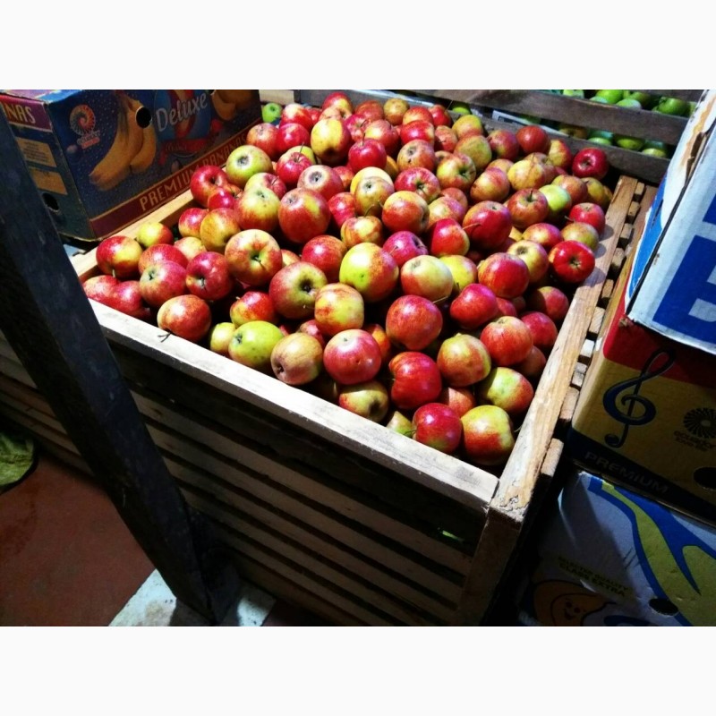 Фото 9. Продам яблука, груші з власного саду