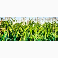 Кукурудза ЯНІС (ФАО 270) / Семена кукурузы по низкой цене | От производителя