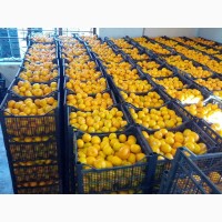 Продам мандарины из Грузии (регион Аджария) оптом