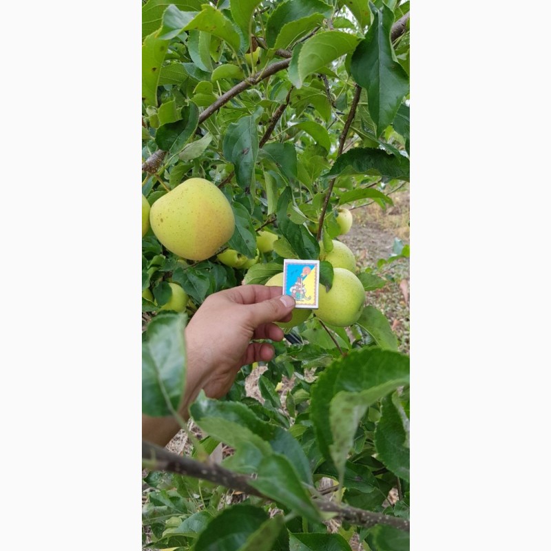 Фото 4. Реалізуєм яблука власного виробництва врожаю 2023 року