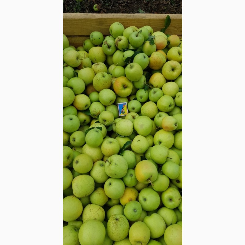Фото 5. Реалізуєм яблука власного виробництва врожаю 2023 року
