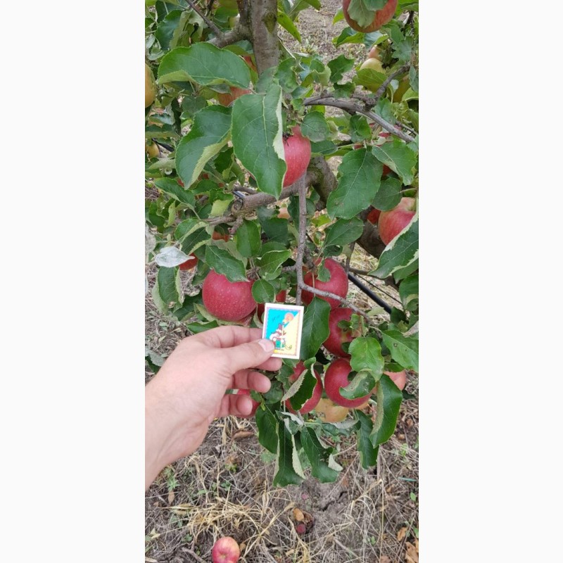 Фото 6. Реалізуєм яблука власного виробництва врожаю 2023 року