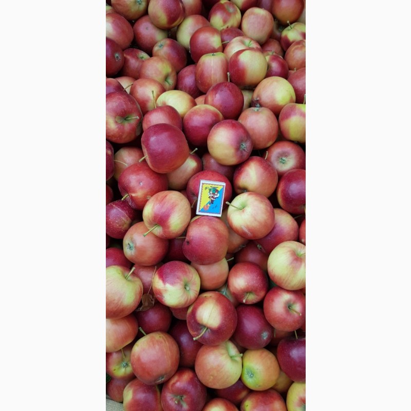 Фото 7. Реалізуєм яблука власного виробництва врожаю 2023 року