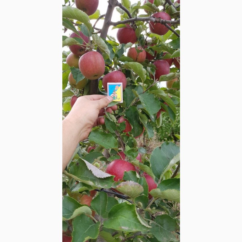 Фото 8. Реалізуєм яблука власного виробництва врожаю 2023 року
