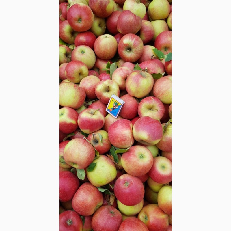 Фото 9. Реалізуєм яблука власного виробництва врожаю 2023 року