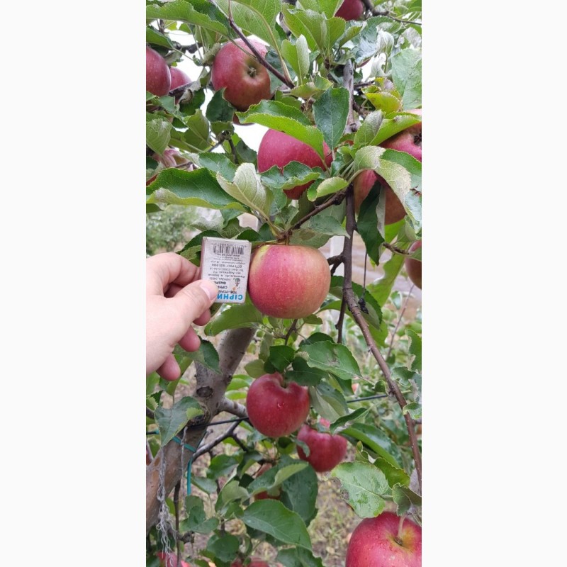 Фото 10. Реалізуєм яблука власного виробництва врожаю 2023 року