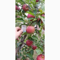 Реалізуєм яблука власного виробництва врожаю 2023 року