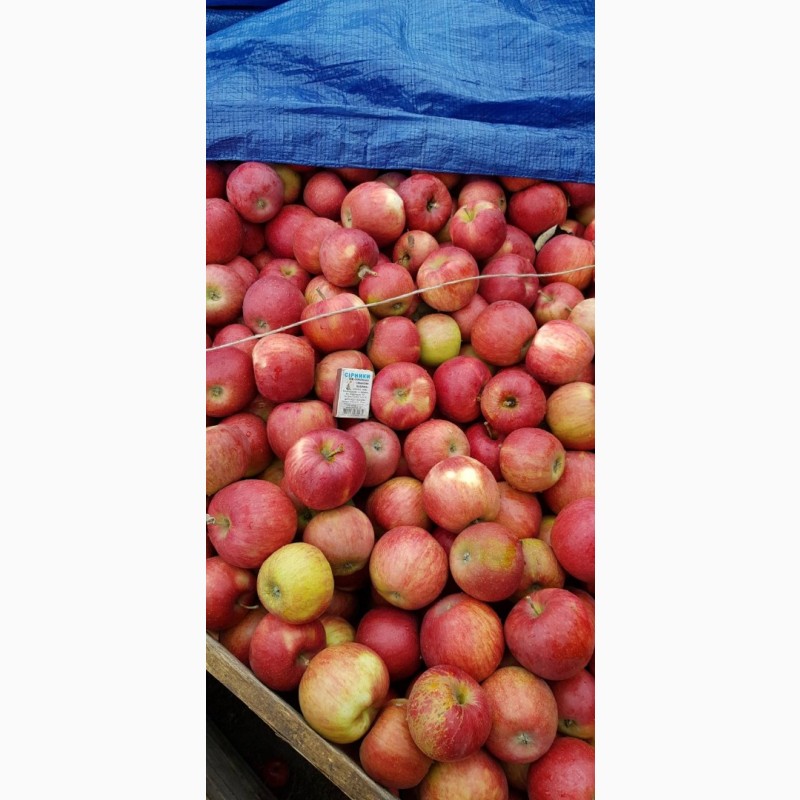 Фото 11. Реалізуєм яблука власного виробництва врожаю 2023 року