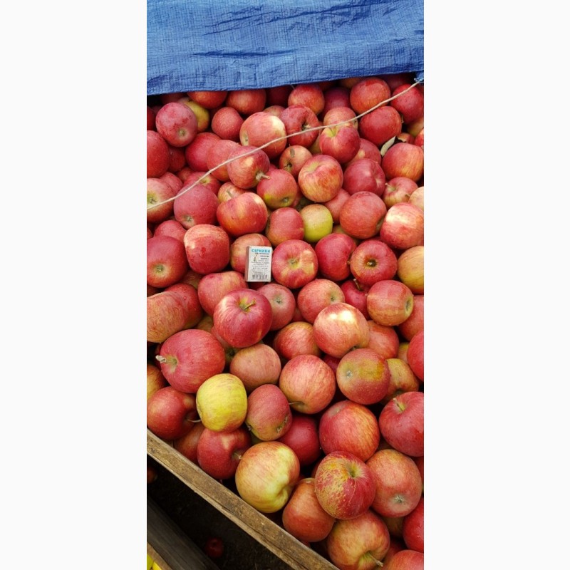 Фото 12. Реалізуєм яблука власного виробництва врожаю 2023 року