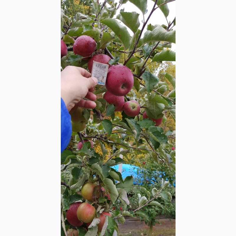 Фото 13. Реалізуєм яблука власного виробництва врожаю 2023 року