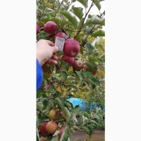 Реалізуєм яблука власного виробництва врожаю 2023 року