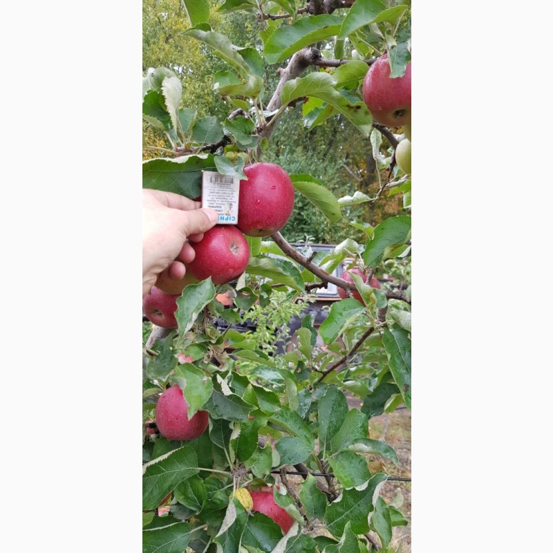 Фото 14. Реалізуєм яблука власного виробництва врожаю 2023 року