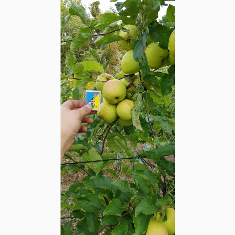 Фото 2. Реалізуєм яблука власного виробництва врожаю 2023 року