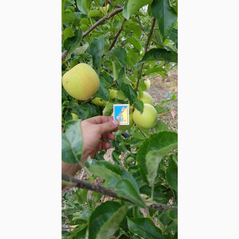 Фото 3. Реалізуєм яблука власного виробництва врожаю 2023 року