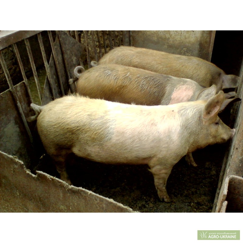 Фото 2. Продаю свиней