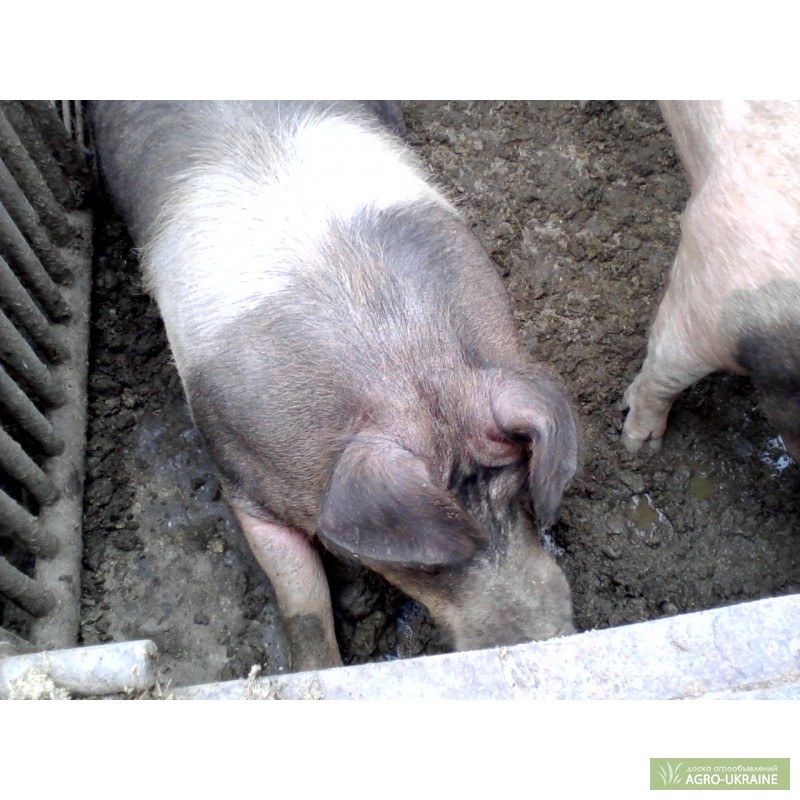 Фото 3. Продаю свиней