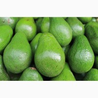 Продам авокадо разных сортов оптом