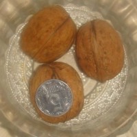 Розпродаж двохрічних грецьких горіхів