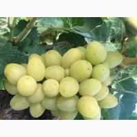 Продам виноград ранніх столових сортів (опт, з поля)