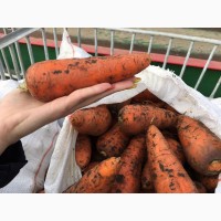 Продам морковь типа шантане сорт Абака