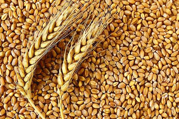 Насіння озимої пшениці Щедрість Одеська
