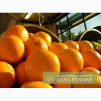 Апельсин греческий 3гривны за кг