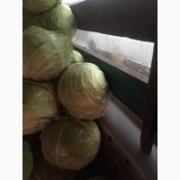 Продам капусту зимню для квашення або салатів