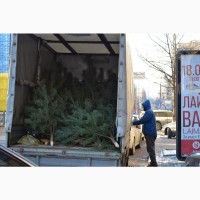 Сосна живая новогодняя доставка Киев елка РОЗНИЦА сосна крымская обыкновенная