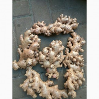Fresh Ginger / Cheap quality Fresh ginger suppliers