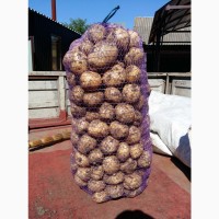 Продам картофель сорт Рівьєра