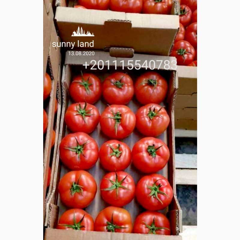 Фото 2. Продам помидоры из Египта