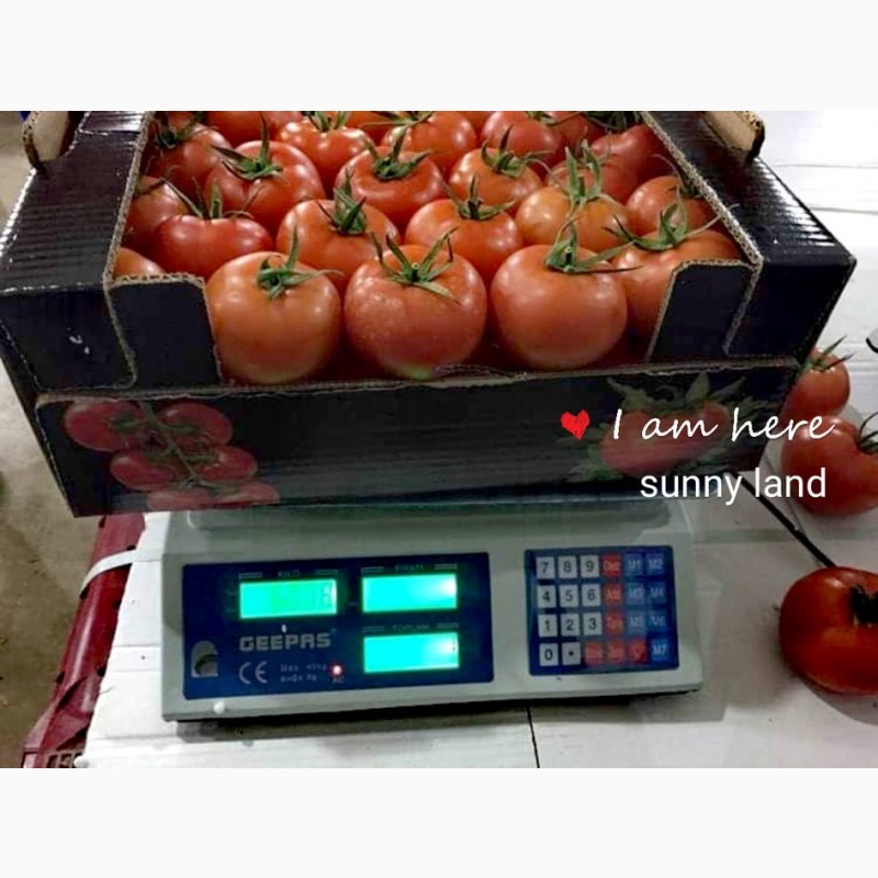 Фото 3. Продам помидоры из Египта