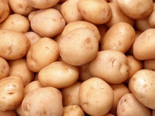 Покупаем картофель от 20 тонн по Житомирской области — Agro-Ukraine