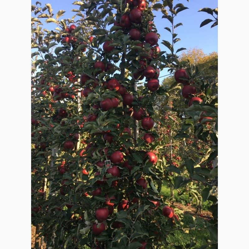 Фото 8. Продам яблука з власного саду, сорту Декоста, Голден, Сімеренко
