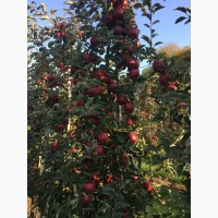 Продам яблука з власного саду, різних сортів: Гала Маст, Чорний Принц, Голден, Cімеренко