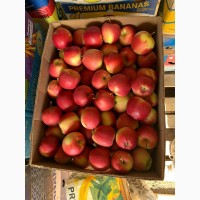Продам яблука з власного саду, сорту Гала Маст, Чорний принц, Фуджі, Голден, Сімеренко