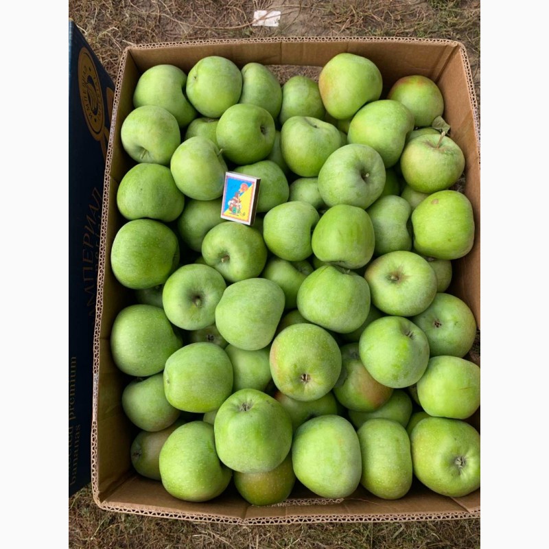 Фото 4. Продам яблука з власного саду, сорту Декоста, Голден, Сімеренко