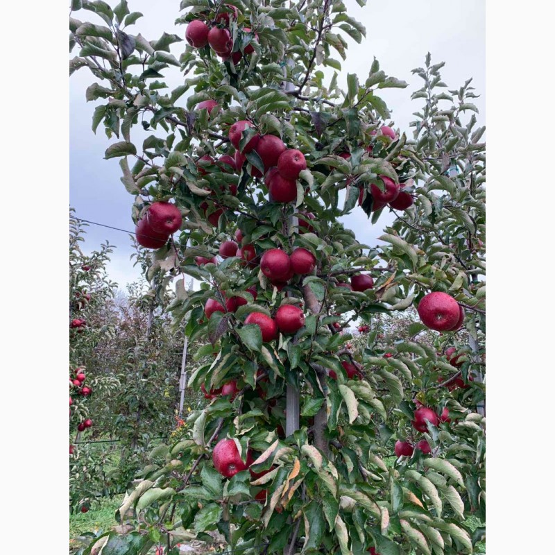 Фото 7. Продам яблука з власного саду, сорту Декоста, Голден, Сімеренко