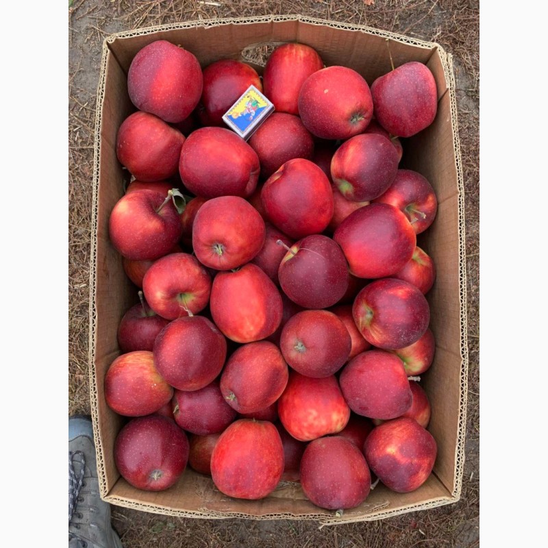 Фото 2. Продам яблука з власного саду, сорту Декоста, Голден, Сімеренко