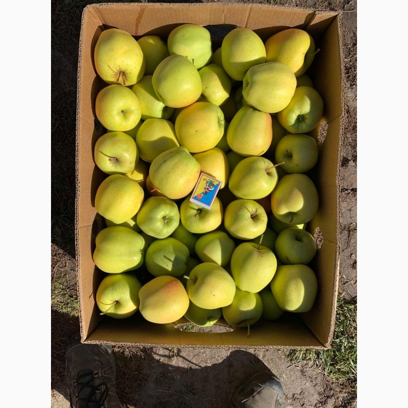Фото 3. Продам яблука з власного саду, сорту Декоста, Голден, Сімеренко