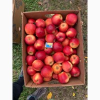 Фото 8. Продам яблука з власного саду, сорту Чорний принц, Фуджі, Голден, Сімеренко