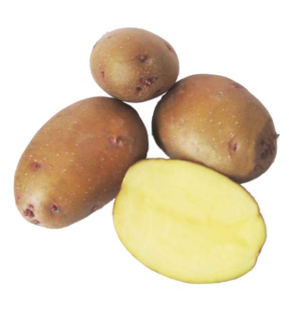 Фото 2. Продам насіннєву картоплю
