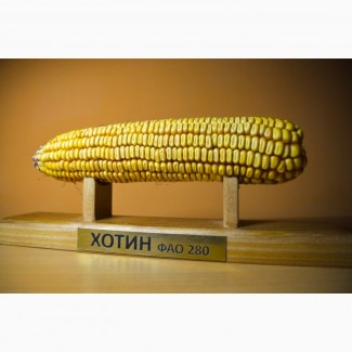 Семена гибрида кукурузы Хотин ФАО - 280