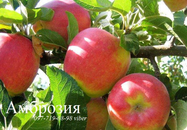 Фото 4. Продаем саженцы яблони, груши, айвы