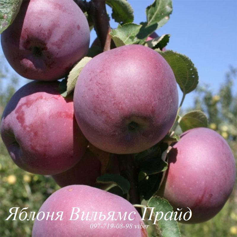 Фото 7. Продаем саженцы яблони, груши, айвы