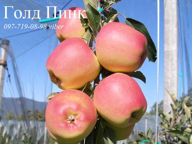 Фото 8. Продаем саженцы яблони, груши, айвы