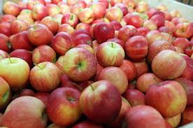 Фото 2. У меня есть покупатели в разных странах на яблоки разных сортов