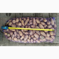 Продам семенной картофель сорт Гранада
