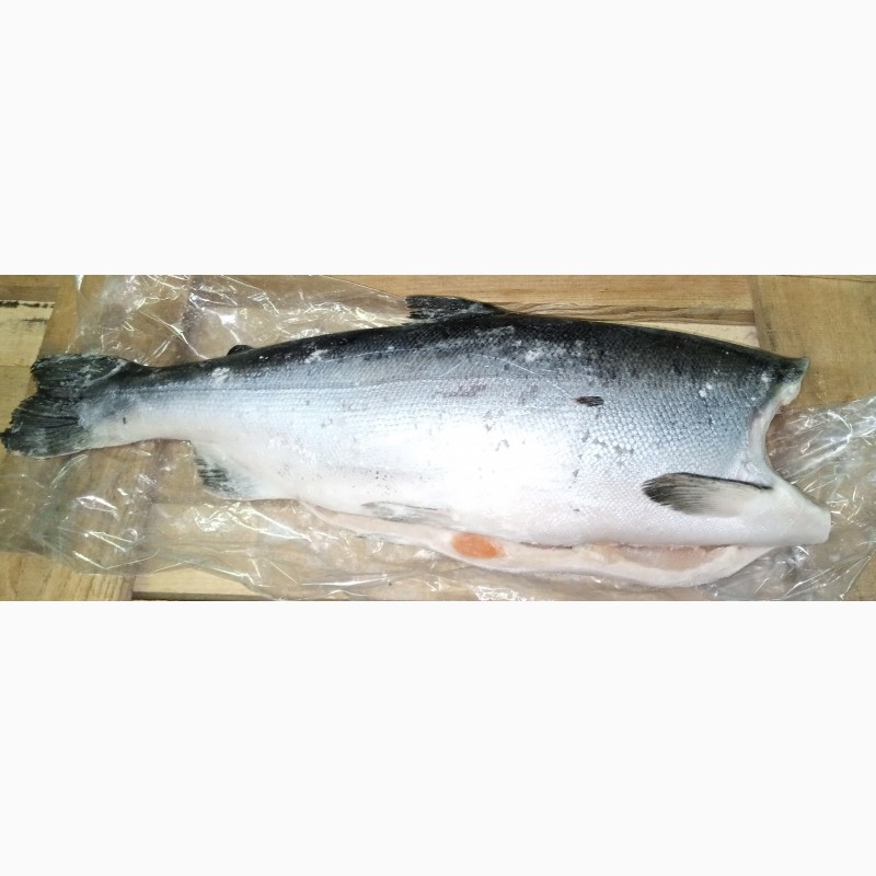 Кижуч рыба 2, 7 – 4 кг. Кижуч тушка без головы